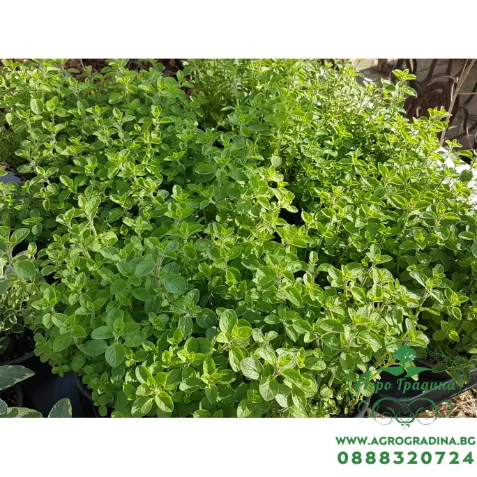 Разсад Риган Origanum vulgare Разсад Риган Origanum vulgare