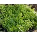 Разсад Риган Origanum vulgare