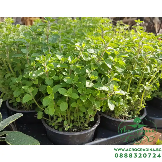 Разсад Риган Origanum vulgare Разсад Риган Origanum vulgare