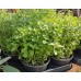 Разсад Риган Origanum vulgare