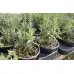 Разсад Розмарин Rosmarinus officinalis