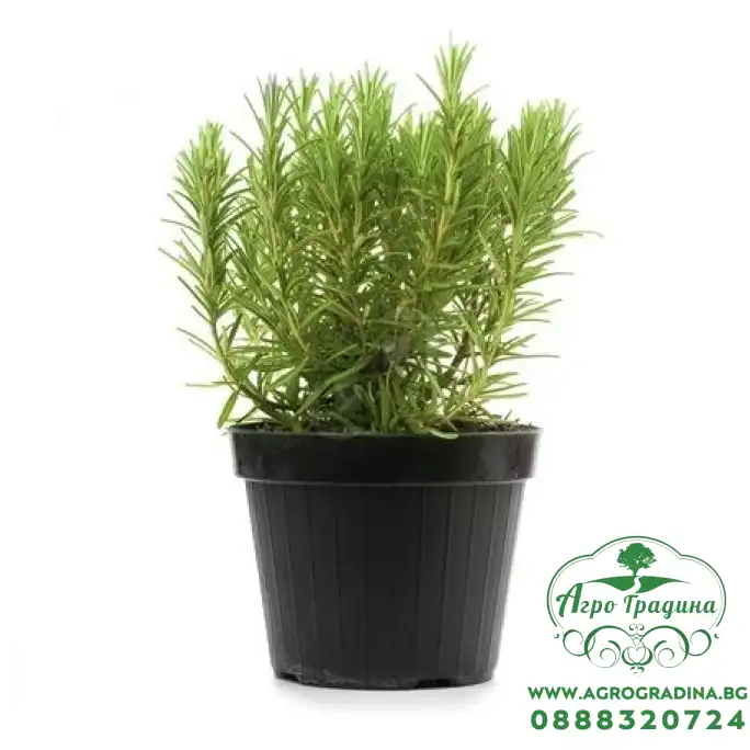 Разсад Розмарин Rosmarinus officinalis Разсад Розмарин Rosmarinus officinalis