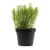 Разсад Розмарин Rosmarinus officinalis
