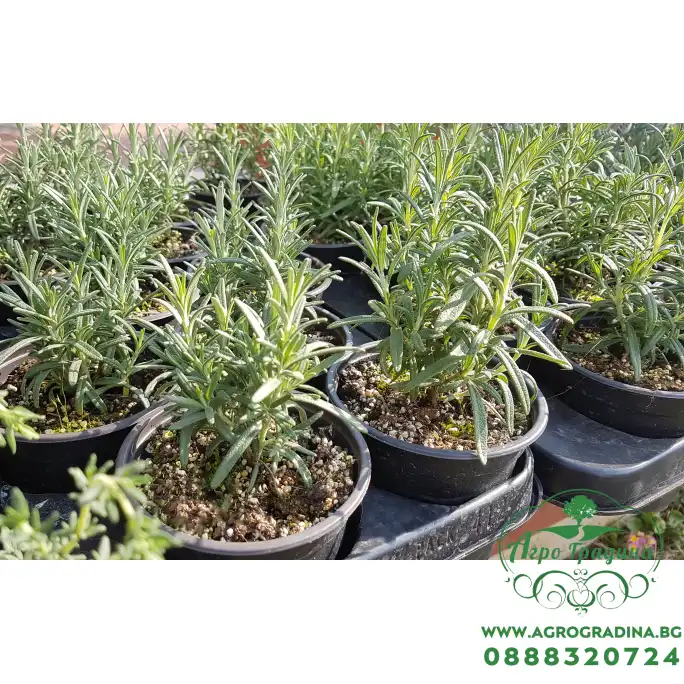 Разсад Розмарин Rosmarinus officinalis Разсад Розмарин Rosmarinus officinalis