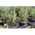Разсад Розмарин Rosmarinus officinalis