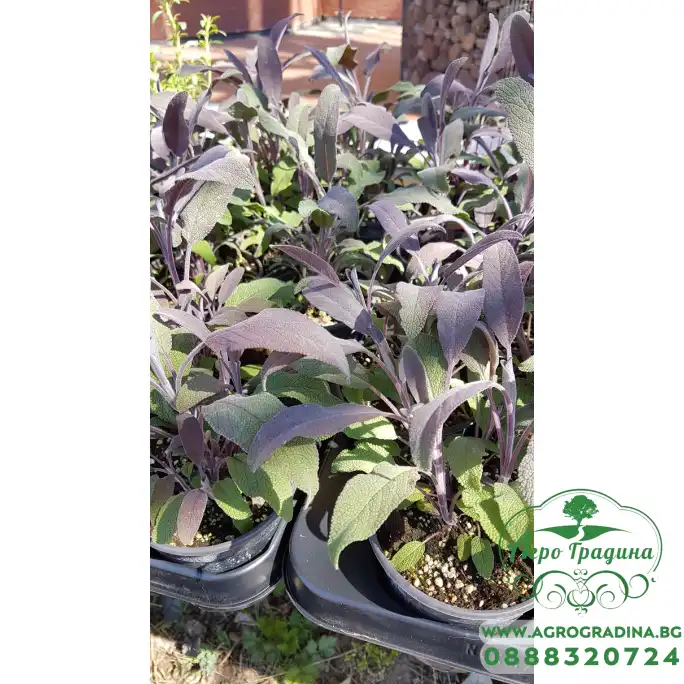 Разсад Салвия Salvia officinalis