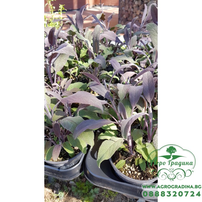 Разсад Салвия Salvia officinalis
