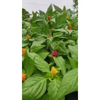 Салвия (Пламъче) в саксия - различни цветове