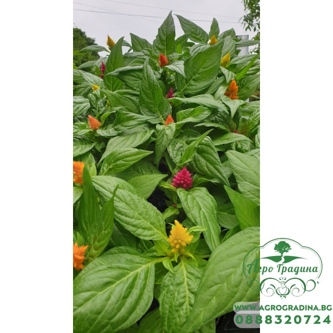 Салвия (Пламъче) в саксия - различни цветове