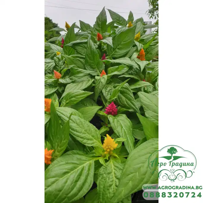 Салвия (Пламъче) в саксия - различни цветове