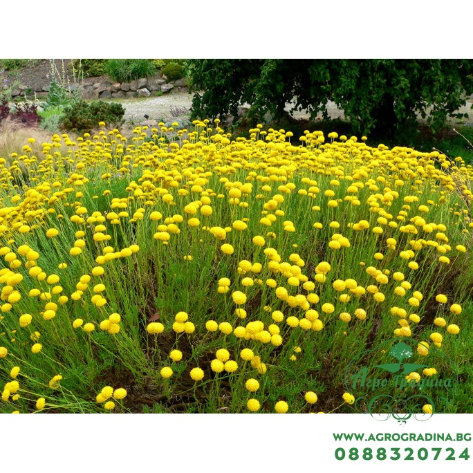 Зелена Сантолина / Santolina virens