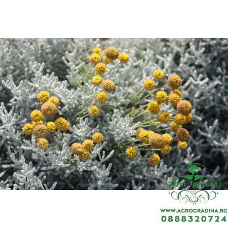 Сантолина Сребриста / Santolina chamaecyparissus