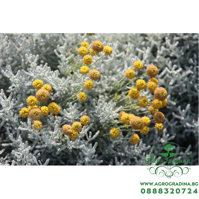 Сантолина Сребриста / Santolina chamaecyparissus
