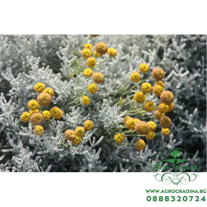 Сантолина Сребриста Santolina chamaecyparissus