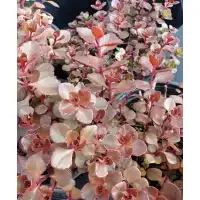 Разсад за Седум червен