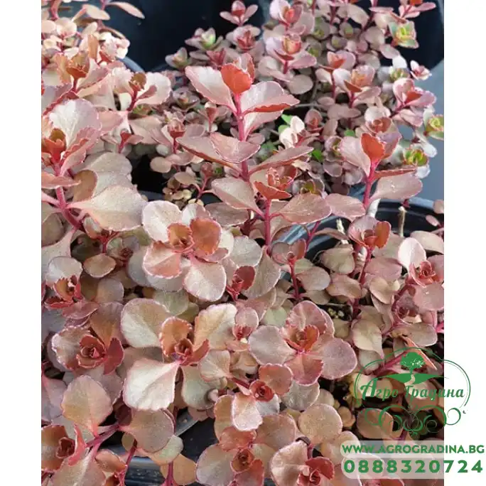 Разсад за Седум червен Разсад за Седум червен