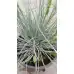 Фестука, синя трева Festuca glauca – Разсад