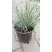 Фестука, синя трева Festuca glauca – Разсад
