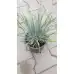 Фестука, синя трева Festuca glauca – Разсад