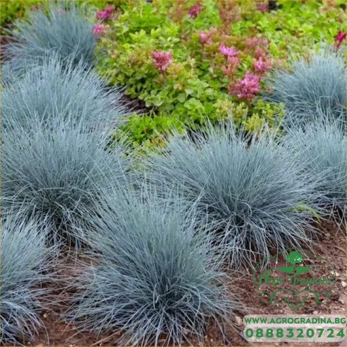 Фестука, синя трева Festuca glauca Фестука, синя трева Festuca glauca