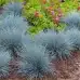 Фестука, синя трева Festuca glauca – Разсад
