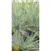 Фестука, синя трева Festuca glauca – Разсад