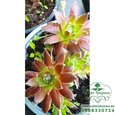 Сукуленти микс в саксия