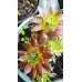 Сукуленти микс в саксия