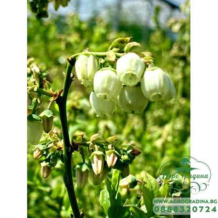 Вечнозелена Боровинка - Vaccinium Corymbosum Sunshine Blue