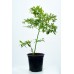 Вечнозелена Боровинка - Vaccinium Corymbosum Sunshine Blue 