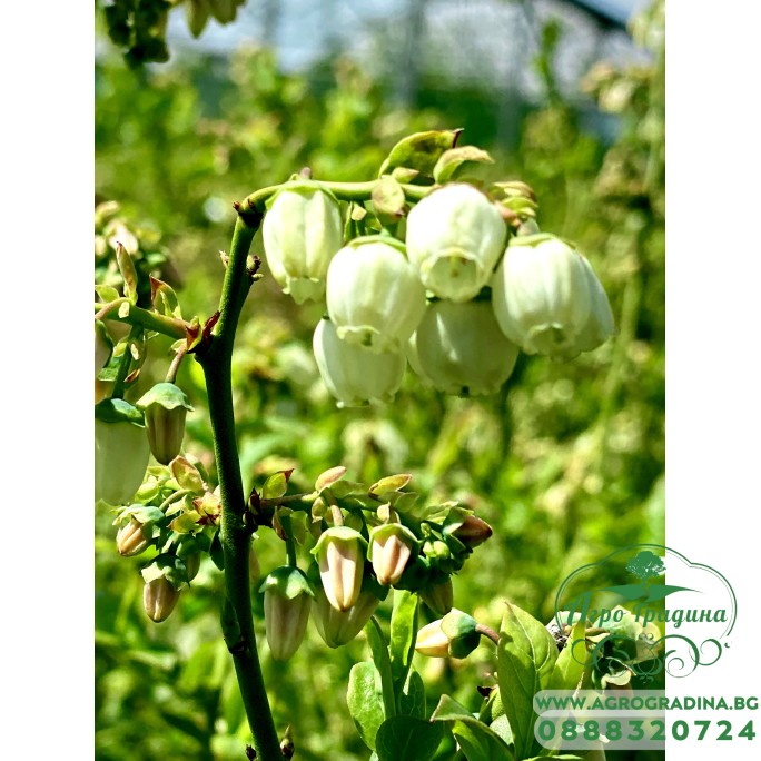 Вечнозелена Боровинка - Vaccinium Corymbosum Sunshine Blue