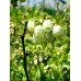 Вечнозелена Боровинка - Vaccinium Corymbosum Sunshine Blue – Разсад
