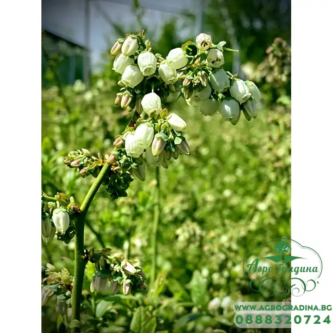 Вечнозелена Боровинка - Vaccinium Corymbosum Sunshine Blue Вечнозелена Боровинка - Vaccinium Corymbosum Sunshine Blue