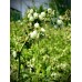 Вечнозелена Боровинка - Vaccinium Corymbosum Sunshine Blue – Разсад