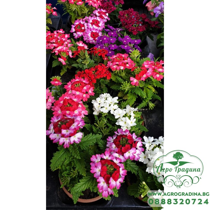 Каскадна Вербена в саксия - различни цветове