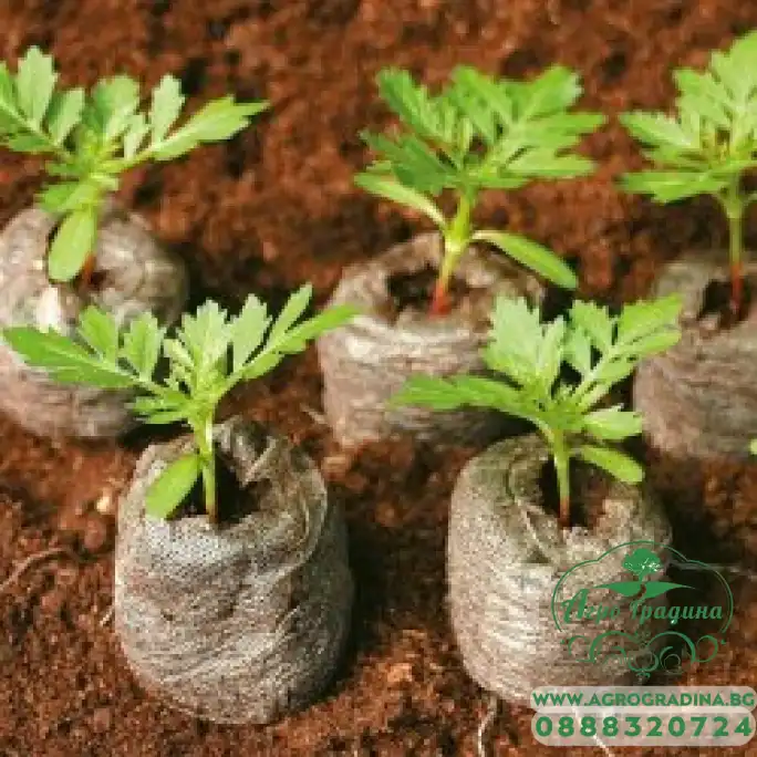 Кокосови шайби Кокосови шайби