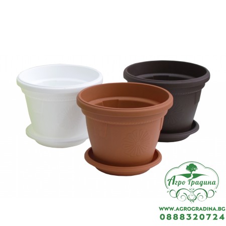 Саксии Гербер ∅ 36 cm