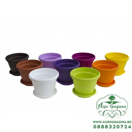 Саксии Гербер ∅ 17 cm