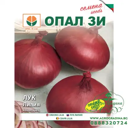 Лук Лилия (тип Асеновградска каба)