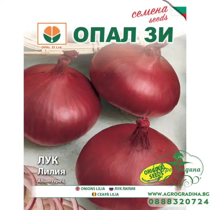 Лук Лилия (тип Асеновградска каба)