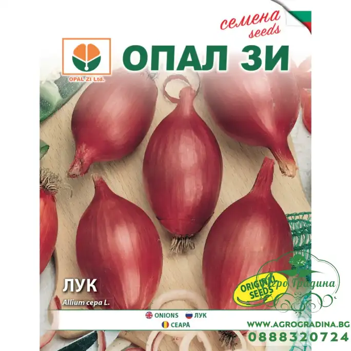 Лук Роса лунга