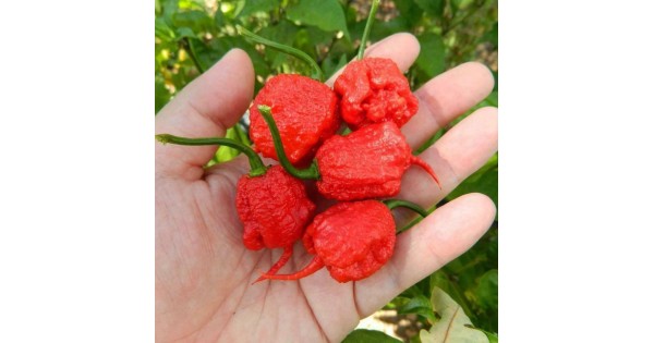 Семена Каролина Рийпър / Carolina Reaper - най-лютата чушка в света!
