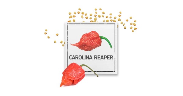 Семена Каролина Рийпър / Carolina Reaper - най-лютата чушка в света!