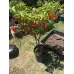 Семена Каролина Рийпър Carolina Reaper - най-лютата чушка в света!