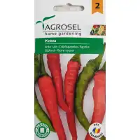 Пипер Пинтеа Pintea