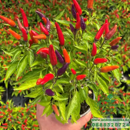 Декоративни чушлета Capsicum annuum