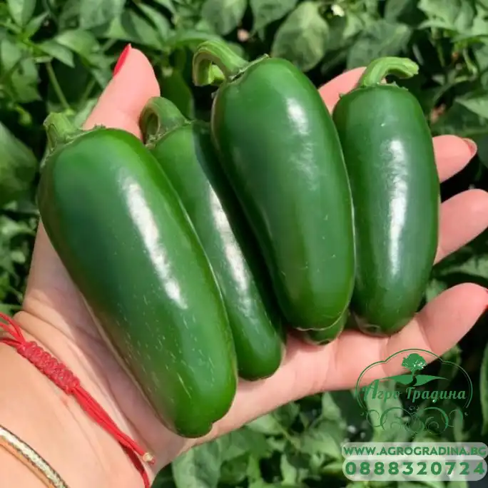 Чушлета Фораджидо (тип Халапеньо) Чушлета Фораджидо (тип Халапеньо)