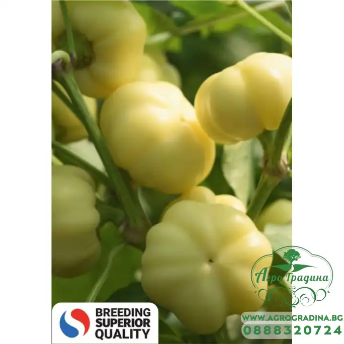 Пипер Бели Калвил Пипер Бели Калвил