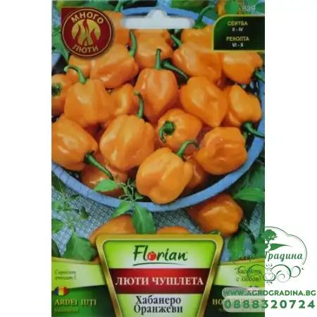 Много люти чушлета - хабанеро (оранжеви)