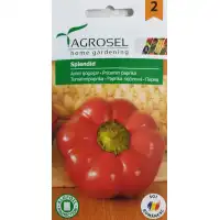 Пипер камби Splendid